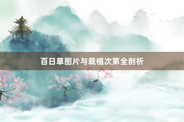 百日草图片与栽植次第全剖析